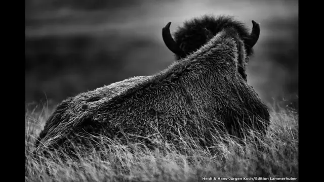 कस्टर स्टेट पार्क, दक्षिण दैकोता, अमरीका