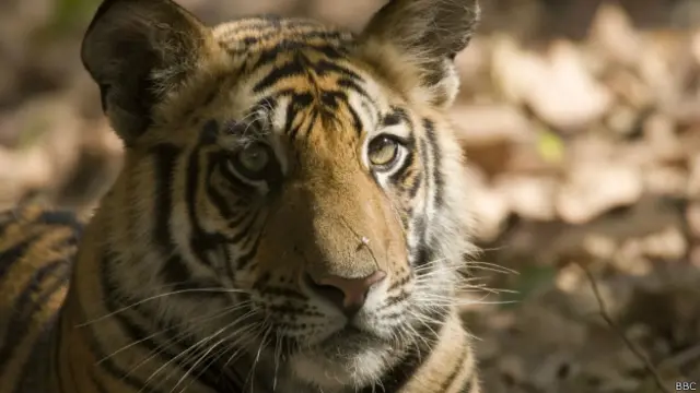 جمعیت ببرها در نپال ظرف یک قرن از ۱۰۰ هزار به سه هزار رسیده