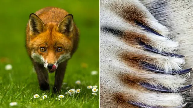 شکار اور جنگلوں میں لگاتار کمی کے سبب جنگلی حیاتیات کو زبردست خطرہ درپیش ہے