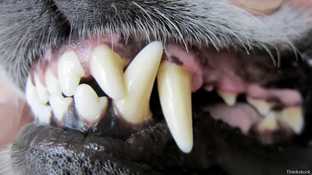 Как часто нужно ходить к зубному?