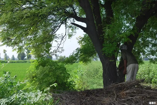 भारत में खेती और कीटनाशकों का इस्तेमाल