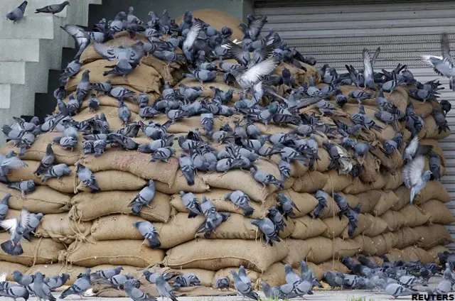 भारत में खेती और कीटनाशकों का इस्तेमाल