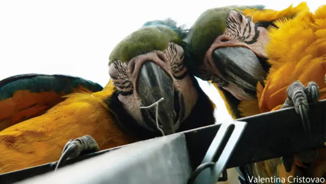 Guacamayas en Caracas