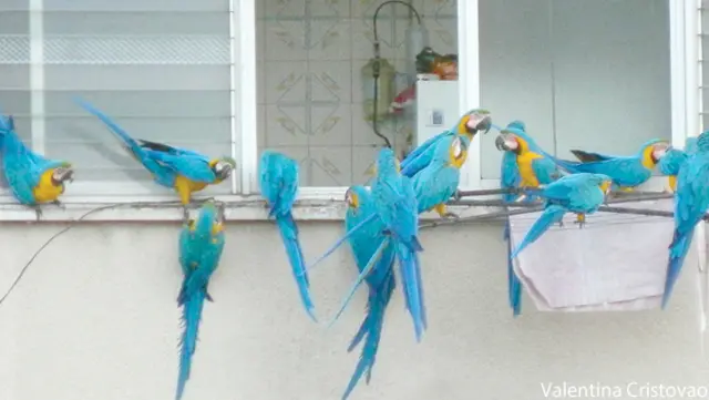 Guacamayas en Caracas