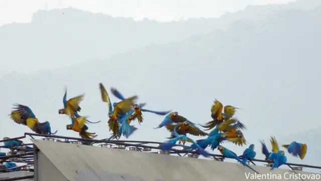 Guacamayas en Caracas
