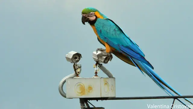 Guacamayas en Caracas