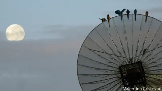 Guacamayas en Caracas