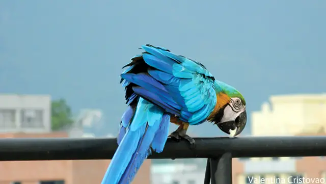 Guacamayas en Caracas