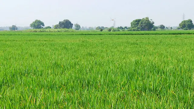  نواز شریف کی حکومت نے پاکستان کے کسانوں کے لیے341 ارب رپوں کے پیکیج کا اعلان کیا ہے