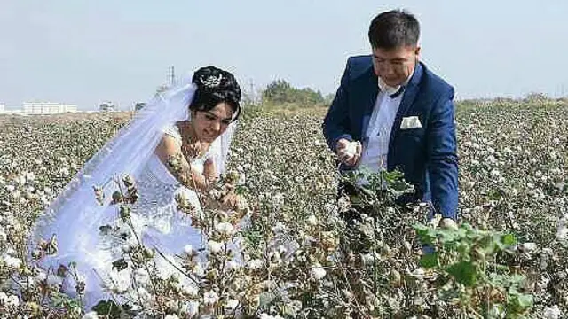 Ўзбекистон: Одамларни пахта теришга ундайдиган ташвиқот суратларидан бири.