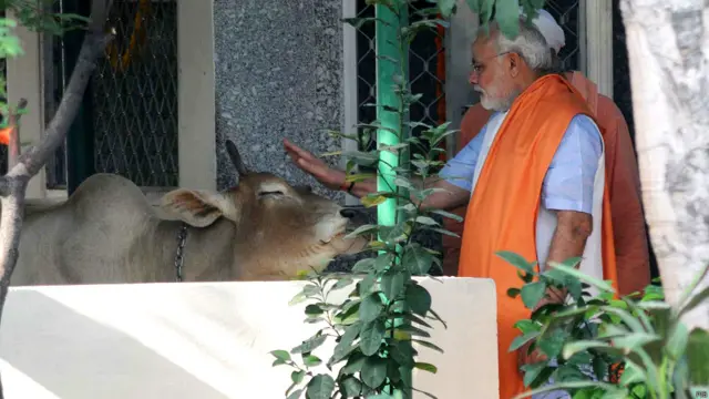 वाल्मीकि मंदिर में एक गाय को दुलारते प्रधानमंत्री नरेंद्र मोदी.
