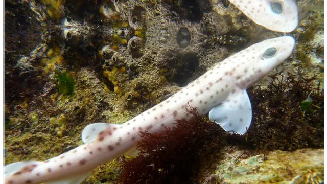 محققین نے کیٹ شارکس کے دس گروہوں پر تحقیق کی