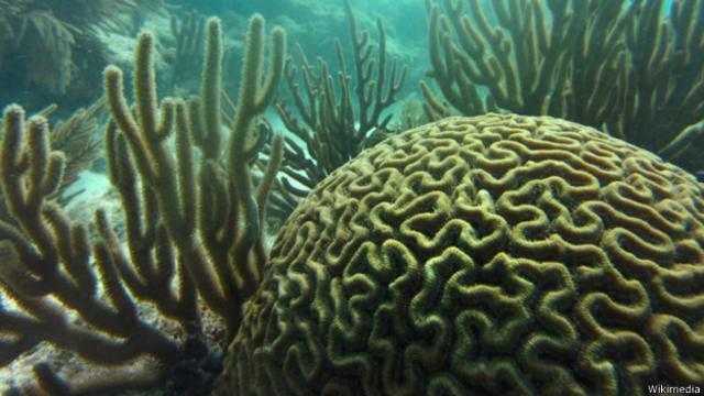 corales