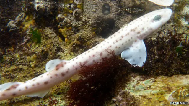 शार्क मछली