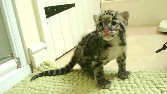 نیمبوس برای شش هفته در دستشویی یک خانه زندگی کرد و بزرگ شد