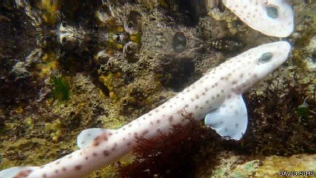 درس الباحثون عشرة مجموعات من سمك "قرش القط" المنقط الصغير