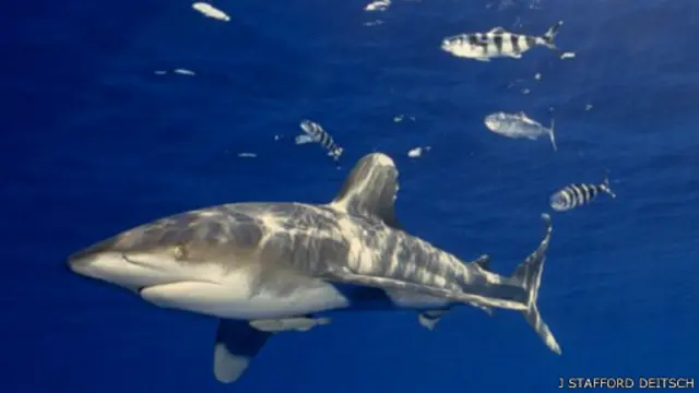 يتوقع الباحثون أن نتائج أبحاثهم ستنطبق أيضا على أنواع أخرى من أسماك القرش بينها الأنواع الطليقة