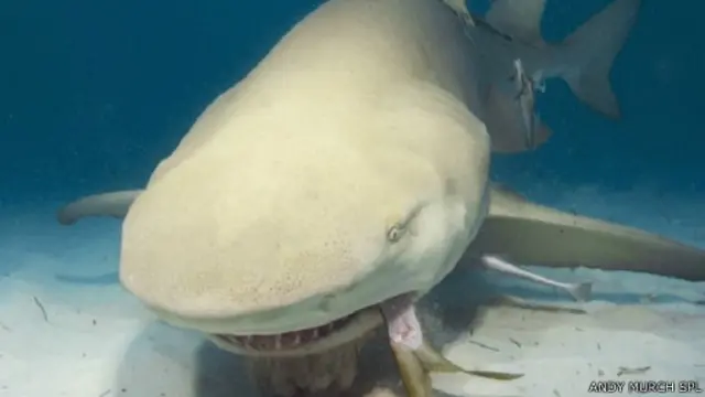 أسماك قرش الليمون يبدو أن لديها شخصياتها الاجتماعية المميزة أيضا