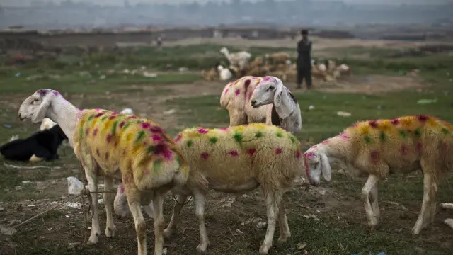 عیدا الضحیٰ کی قربانی کے بکرے