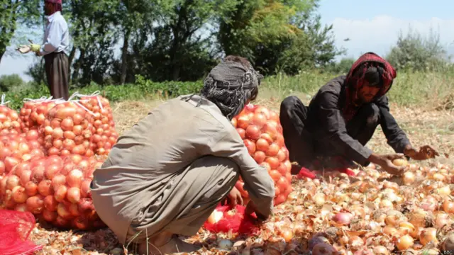 بزګر اړ دي چې اووه کیلو پیاز په څه کم دوه ډالره وپلوري.