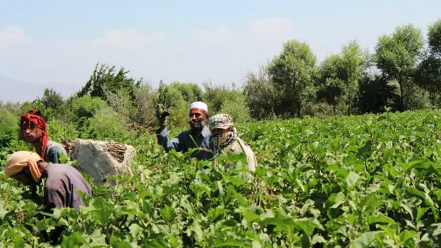 لاهم د افغانستان په کرنیزه برخه کې د انساني ځواک کمښت یوه لویه ستونزه ده.