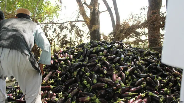 افغان کروندګر خپل تولیداتو ته د سم بازار له نشتوالي سر ټکوي.