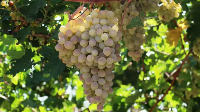 د افغانستان کرنیزو ځمکو، اوبو، بوټو او داسې نور په هکله دغه اطلس کې معلومات راټول شوي دي