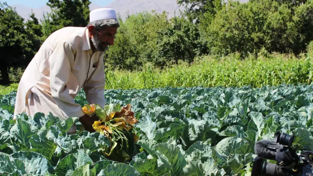 د افغانستان کرنه په دودیز ډول او له عصري ماشین آلاتو پرته مخته وړل کېږي.