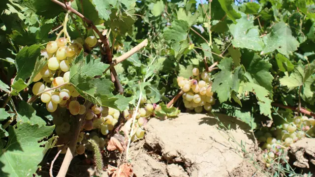 ددغو ولایتونو کروندې دودیزه بڼه لري