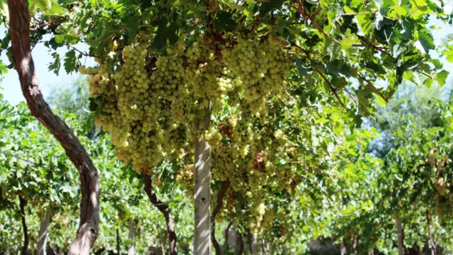 په وروستیو کلونو کې، په ځینو سیمو کې عصري بڼوالي او کرنیز سیستم هم دود شوی دی.