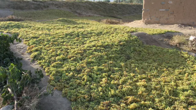 خلک د سم بازار د نشتوالي له کبله اړ دي چې له انګورو ممیز جوړ کړي