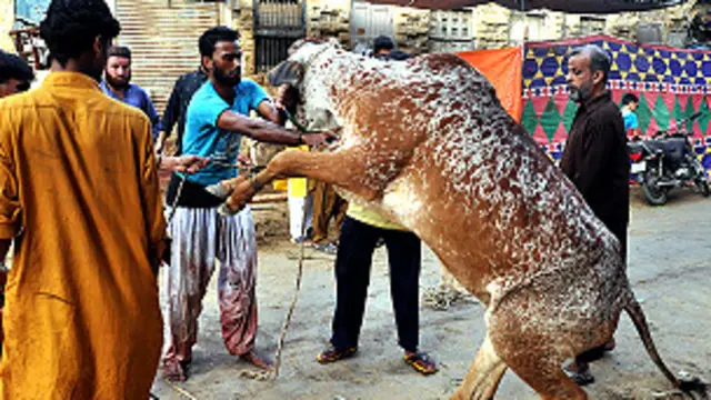 गाय पाकिस्तान