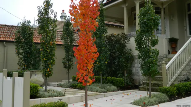 Осенние деревья в Сиднее