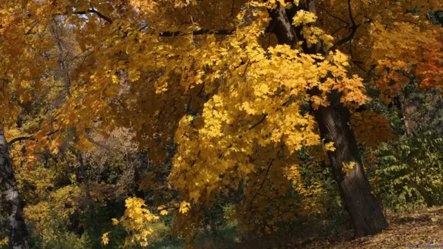 Золотая осень