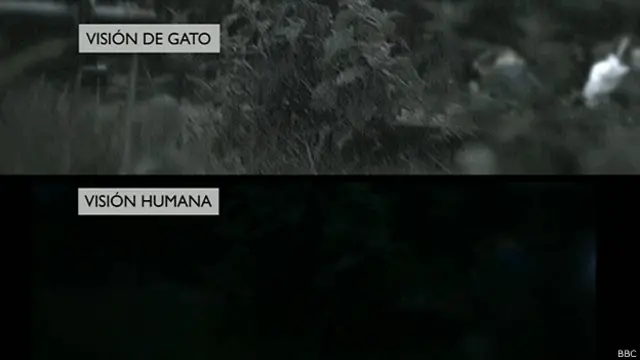 Vision comparada de gatos y seres humanos