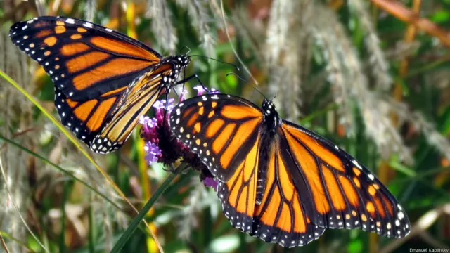 Бабочка-монарх