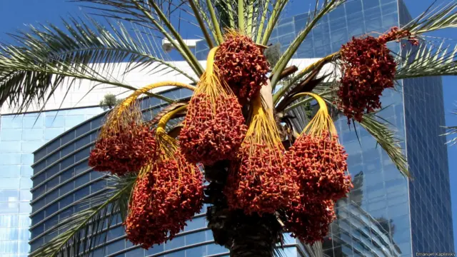 пальмы, увешанные гроздьями фиников