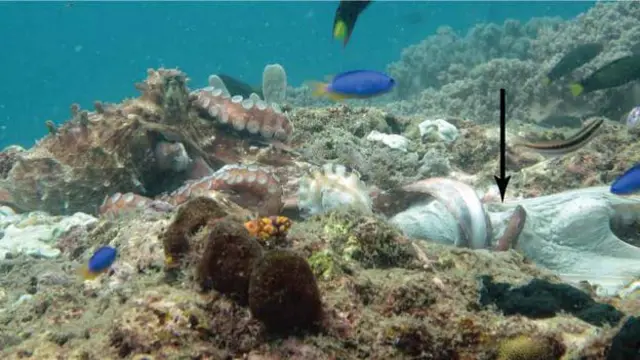 Foto feita por Christine Huffard