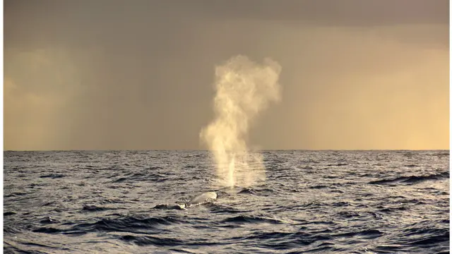 Foto: Carlos Minguell/Oceana. 