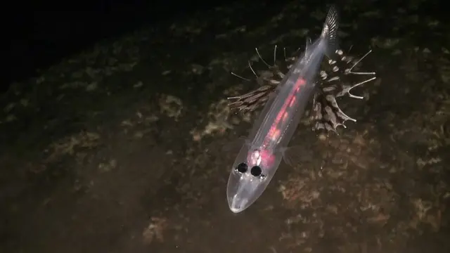 Foto: Dolichopteryx longipes, tomada por Oceana. 