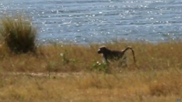 Robinson, el babuino solitario