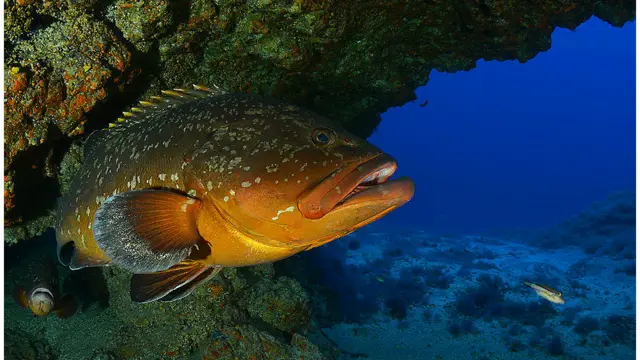  Foto: Carlos Minguell/Oceana. 