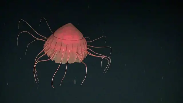 Medusa abisal (Periphylla sp.). Foto: Oceana. 