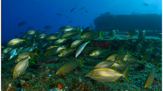 Salemas. Foto: Oceana. 