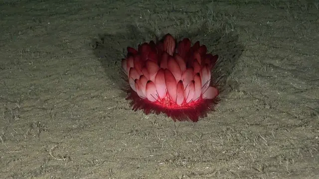 Erizo de cuero (Phormosoma placenta). Foto: Oceana. 