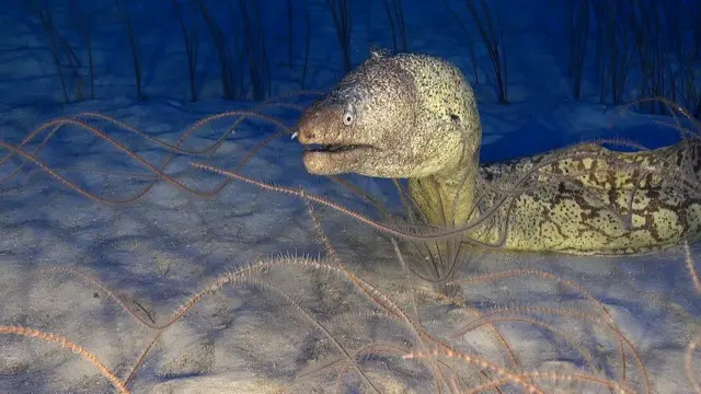 Muranea helena. Foto: Oceana.