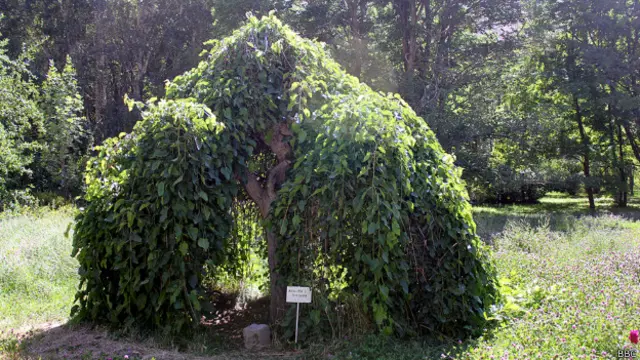 Памирский ботанический сад