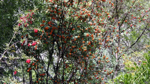 Черемуха в Памирском ботаническом саду