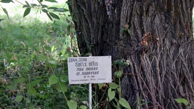 Ива в Памирском ботаническом саду