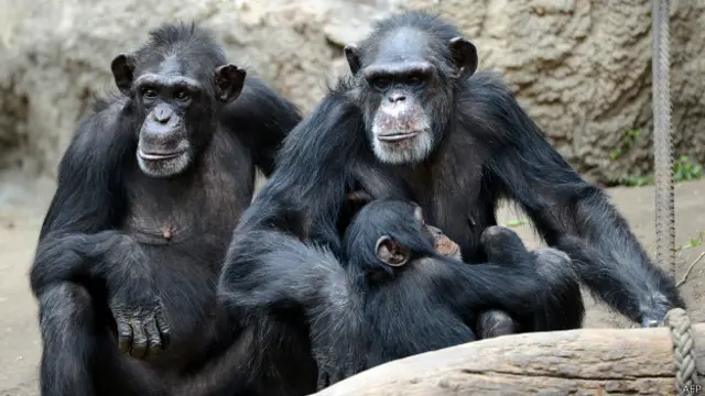 Chimpancés